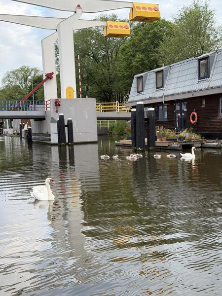This tranquil photo captures a family of Mute Swans, including several cygnets, gracefully swimming on the Wittenburgergracht in Wittenburg, Amsterdam